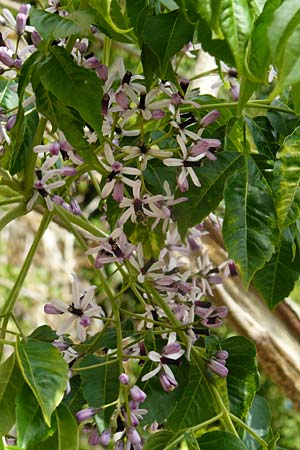 Melia azedarach \ Paternoster-Baum / China Berry, Bead Tree, Lesbos Molyvos 19.4.2014