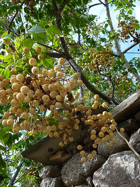 Melia azedarach \ Paternoster-Baum / China Berry, Bead Tree, Lesbos Molyvos 19.4.2014