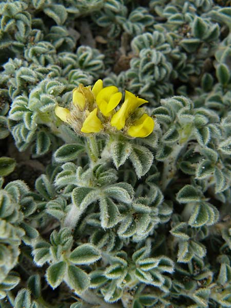 Medicago marina \ Strand-Schneckenklee / Sea Medick, Lesbos Skala Eresos 22.4.2014