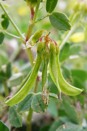 Trigonella balansae \ Balansas Bockshornklee / Balansa's Fenugreek, Lesbos Mytilini 13.4.2014