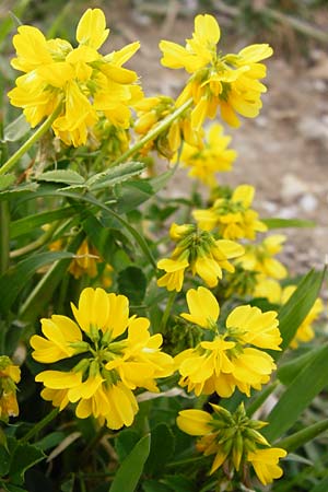 Trigonella balansae / Balansa's Fenugreek, Lesbos Mytilini 13.4.2014