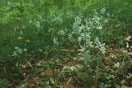 Ornithogalum nutans \ Nickender Milchstern / Drooping Star of Bethlehem, Lesbos Agiasos 12.5.1995