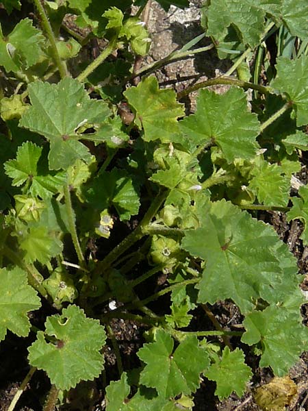 Malva parviflora \ Kleinbltige Malve, Lesbos Molyvos 19.4.2014