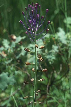 Muscari comosum \ Schopfige Traubenhyazinthe / Tassel Hyacinth, Lesbos Agiasos 24.5.1995