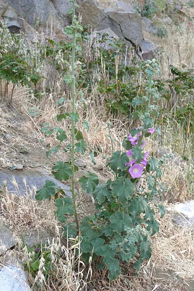 Alcea pallida \ Bleiche Stockrose, Balkan-Stockrose / Balkan Hollyhock, Lesbos Skala Eresos 22.4.2014