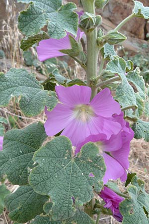 Alcea pallida \ Bleiche Stockrose, Balkan-Stockrose / Balkan Hollyhock, Lesbos Skala Eresos 22.4.2014