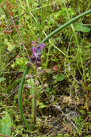 Muscari weissii \ Weiss' Traubenhyazinthe / Weiss' Hyacinth, Lesbos Asomatos 17.4.2014