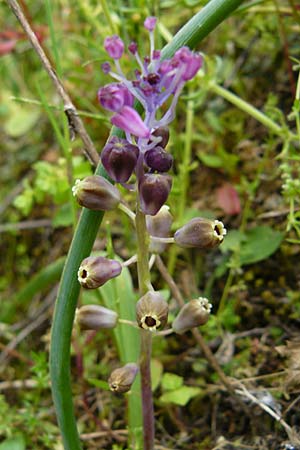 Muscari weissii / Weiss' Hyacinth, Lesbos Asomatos 17.4.2014