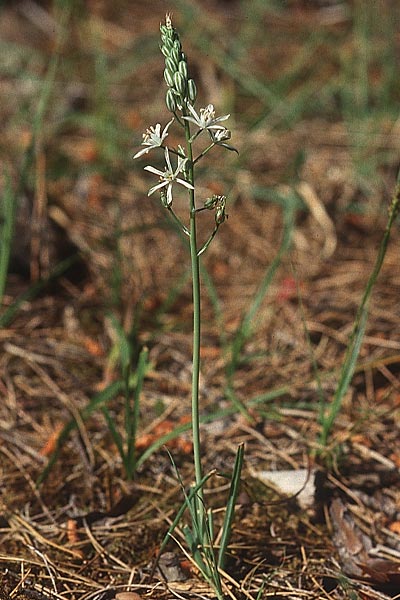 Ornithogalum sphaerocarpum \ Weier Pyrenen-Milchstern / White Pyrenees Star of Bethlehem, Lesbos Agiasos 17.5.1995