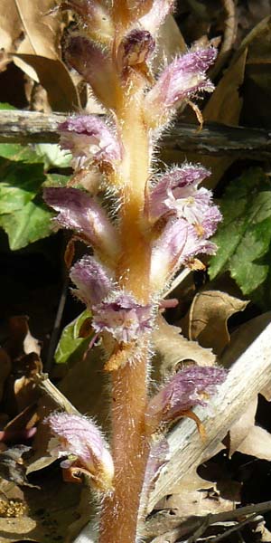 Orobanche pubescens \ Behaarte Sommerwurz / Hairy Broomrape, Lesbos Asomatos 24.4.2014