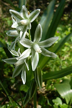 Ornithogalum nutans \ Nickender Milchstern / Drooping Star of Bethlehem, Lesbos Agiasos 15.4.2014