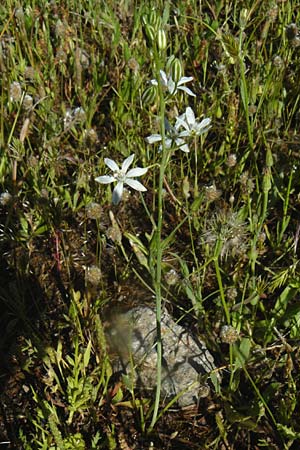 Ornithogalum narbonense \ Berg-Milchstern / Pyramidal Star of Bethlehem, Lesbos Kalloni 18.4.2014