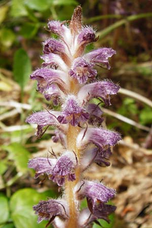 Orobanche pubescens \ Behaarte Sommerwurz, Lesbos Mytilini 23.4.2014