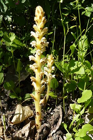 Orobanche pubescens \ Behaarte Sommerwurz / Hairy Broomrape, Lesbos Agiasos 15.4.2014