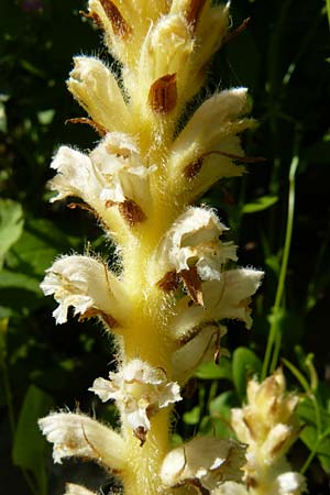 Orobanche pubescens \ Behaarte Sommerwurz, Lesbos Agiasos 15.4.2014