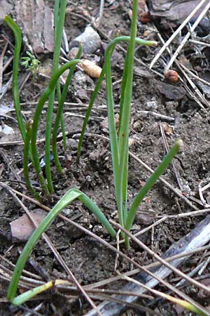 Ornithogalum narbonense \ Berg-Milchstern / Pyramidal Star of Bethlehem, Lesbos Lambou Mili 16.4.2014