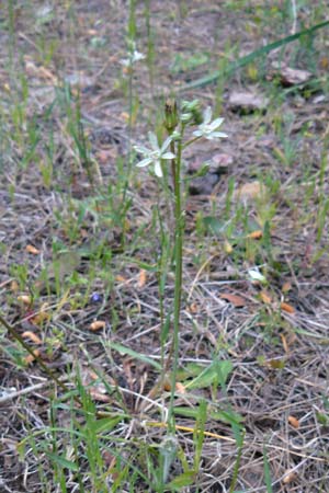 Ornithogalum narbonense \ Berg-Milchstern / Pyramidal Star of Bethlehem, Lesbos Lambou Mili 16.4.2014