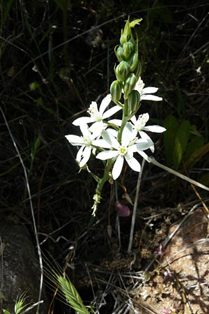 Ornithogalum narbonense \ Berg-Milchstern / Pyramidal Star of Bethlehem, Lesbos Sigri 22.4.2014