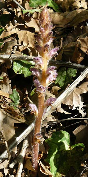 Orobanche pubescens \ Behaarte Sommerwurz, Lesbos Asomatos 24.4.2014