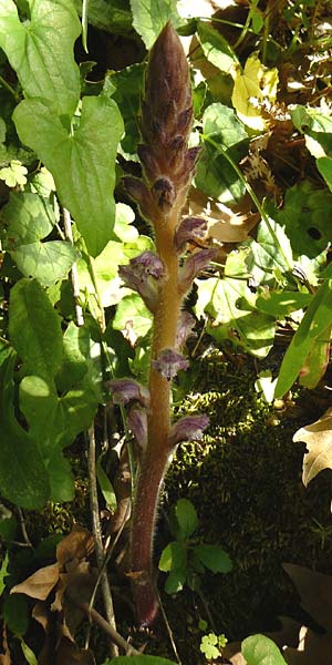 Orobanche pubescens / Hairy Broomrape, Lesbos Asomatos 24.4.2014