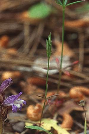 Crucianella latifolia \ Breitblttriges Kreuzblatt, Lesbos Kalloni 18.5.1995