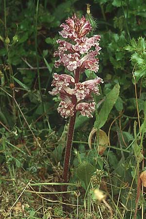 Orobanche crenata \ Gezhnelte Sommerwurz, Kerbige Sommerwurz / Carnation-scented Broomrape, Lesbos Agiasos 13.5.1995