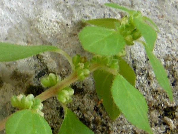 Parietaria lusitanica \ Portugiesisches Glaskraut / Mediterranean Pellitory-of-the-Wall, Spanish Pellitory-of-the-Wall, Lesbos Kalloni 18.4.2014