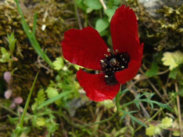 Papaver apulum \ Apulischer Mohn / Mediterranean Poppy, Lesbos Asomatos 17.4.2014