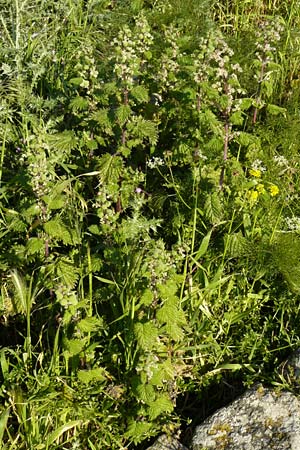 Urtica urens / Small Nettle, Lesbos Moni Ypsilou 14.4.2014