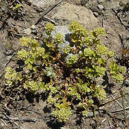 Polycarpon tetraphyllum \ Vierblttriges Nagelkraut, Lesbos Sigri 14.4.2014