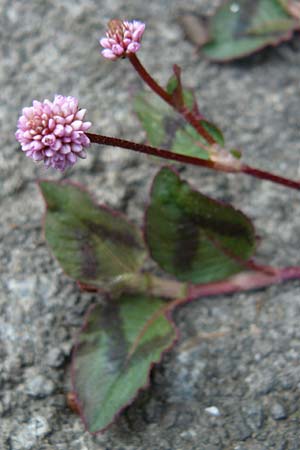 Persicaria capitata \ Knpfchen-Knterich, Lesbos Kalloni 18.4.2014