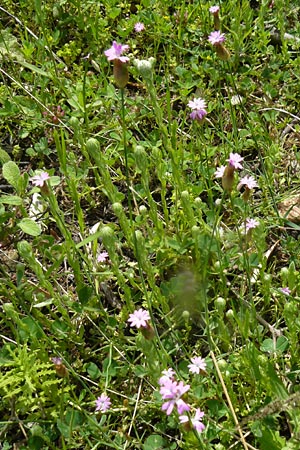 Petrorhagia dubia \ Samt-Felsennelke, Lesbos Vasilika 21.4.2014