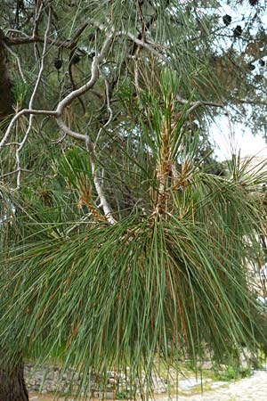 Pinus brutia \ Kalabrische Kiefer, Brutia-Kiefer / Calabrian Pine, Lesbos Mytilini 23.4.2014