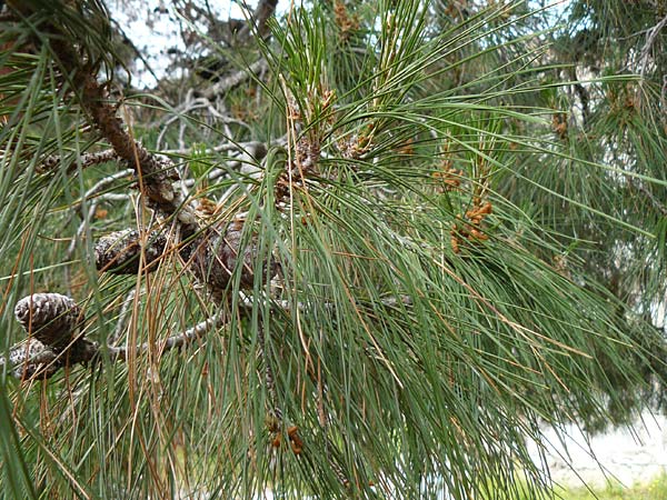 Pinus brutia \ Kalabrische Kiefer, Brutia-Kiefer, Lesbos Mytilini 23.4.2014