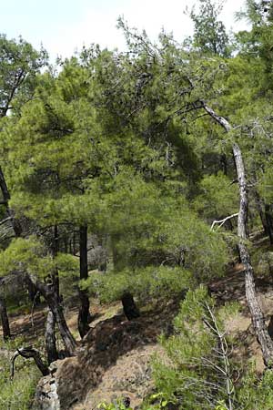 Pinus brutia \ Kalabrische Kiefer, Brutia-Kiefer / Calabrian Pine, Lesbos Vasilika 21.4.2014