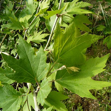 Platanus orientalis \ Orientalische Platane, Lesbos Plomari 20.4.2014