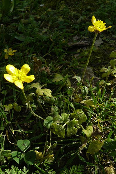 Ranunculus reuterianus \ Reuters Hahnenfu / Reuter's Buttercup, Lesbos Agiasos 15.4.2014