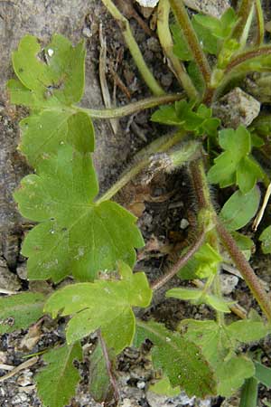 Ranunculus chius \ Chios-Hahnenfu / Eastern Buttercup, Lesbos Lisvori 16.4.2014