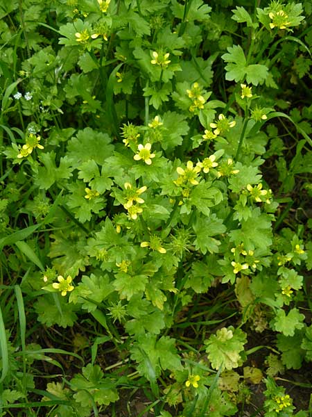 Ranunculus muricatus \ Stachelfrchtiger Hahnenfu / Rough-Fruited Buttercup, Lesbos Asomatos 17.4.2014