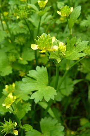 Ranunculus muricatus \ Stachelfrchtiger Hahnenfu / Rough-Fruited Buttercup, Lesbos Asomatos 17.4.2014