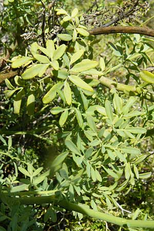 Ruta chalepensis \ Gefranste Raute, Aleppo-Raute / Egyptian Rue, Lesbos Molyvos 19.4.2014