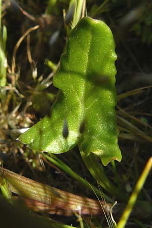 Rumex tuberosus subsp. creticus \ Kretischer Sauer-Ampfer, Lesbos Sigri 14.4.2014