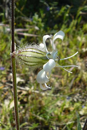 Silene dichotoma \ Gabel-Leimkraut / Forked Catchfly, Lesbos Andissa 14.4.2014