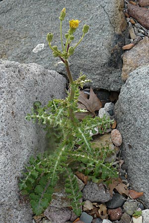 Sonchus asper \ Raue Gnsedistel, Lesbos Molyvos 19.4.2014