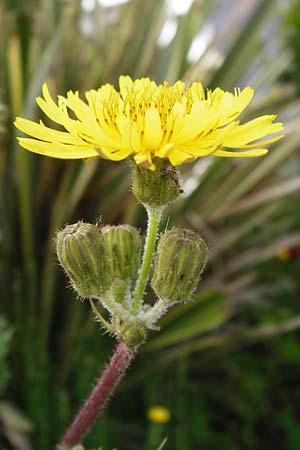 Sonchus asper \ Raue Gnsedistel / Prickly Sow-Thistle, Lesbos Mytilini 23.4.2014