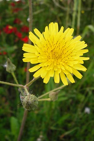 Sonchus asper \ Raue Gnsedistel, Lesbos Mytilini 23.4.2014