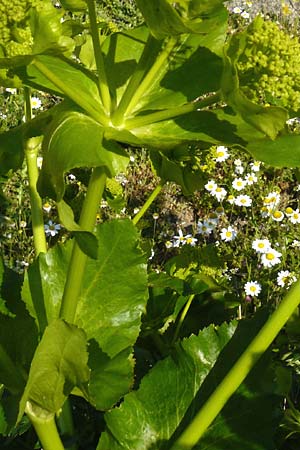 Smyrnium creticum \ Kretische Gelbdolde / Cretan Alexanders, Lesbos Sigri 14.4.2014