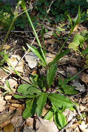 Silene cretica \ Kretisches Leimkraut / Cretan Campion, Lesbos Agiasos 15.4.2014