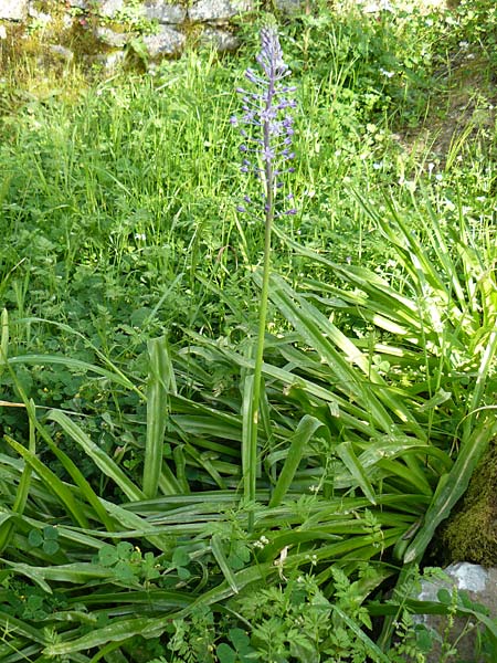 Scilla hyacinthoides \ Hyazinthen-Blaustern / Hyacinth Squill, Wood Squill, Lesbos Asomatos 24.4.2014