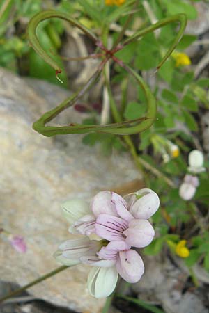 Securigera parviflora \ Kleinbltige Beilwicke / Small-Flowered Hatchet Vetch, Lesbos Plomari 20.4.2014